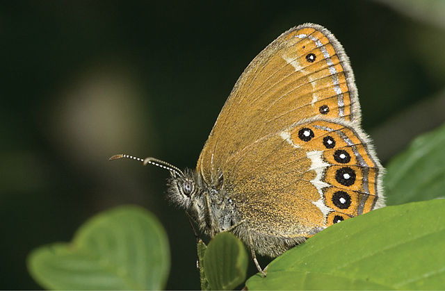 Papillon Mélibée
